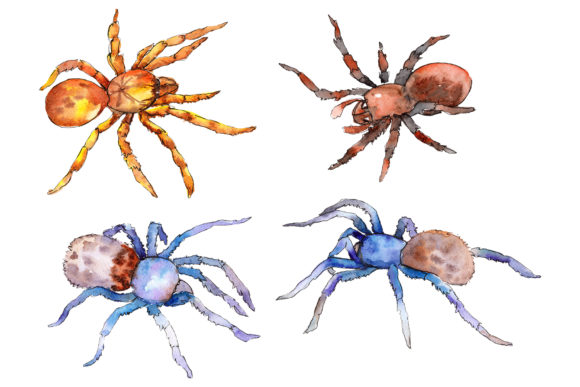 Animal World Tarantula Watercolor: Creative Design Uses