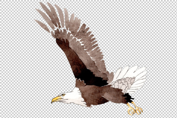 Capturing Freedom in Wash and Feather: The Pull of American Bald Eagle Watercolor