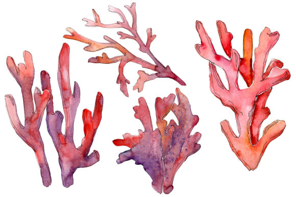 Corals Watercolor: A Designer's Guide to Organic Elegance