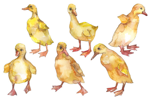 Farm Animals Ducklings Watercolor: A Whimsical Hand‑Painted Typeface