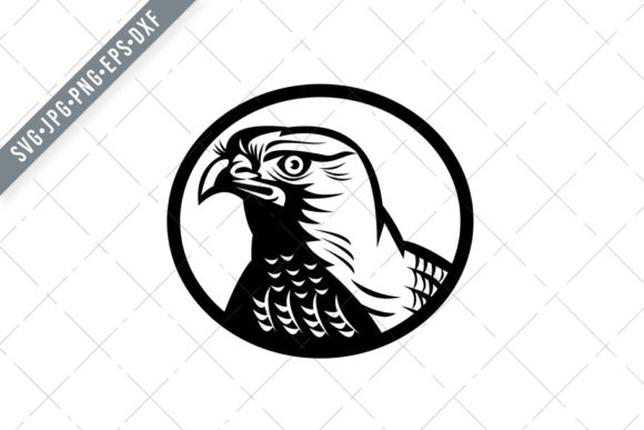 Head of a Northern Goshawk: Raw Elegance in Typography