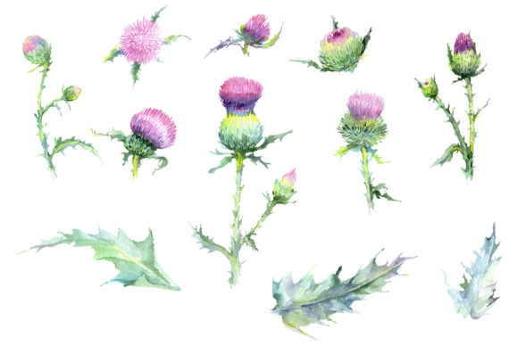 Thistle Watercolor and the Quiet Power of Muted Pigments in a Loud Creative Economy